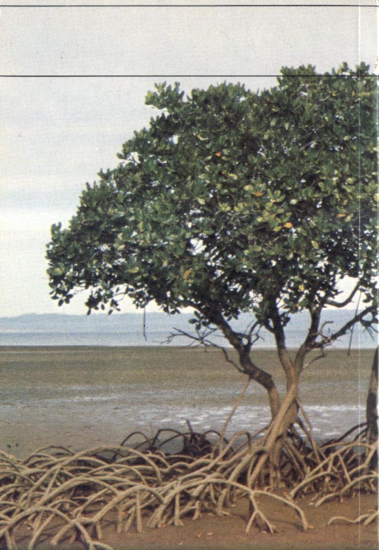 Mangroves of Australia - rückseite